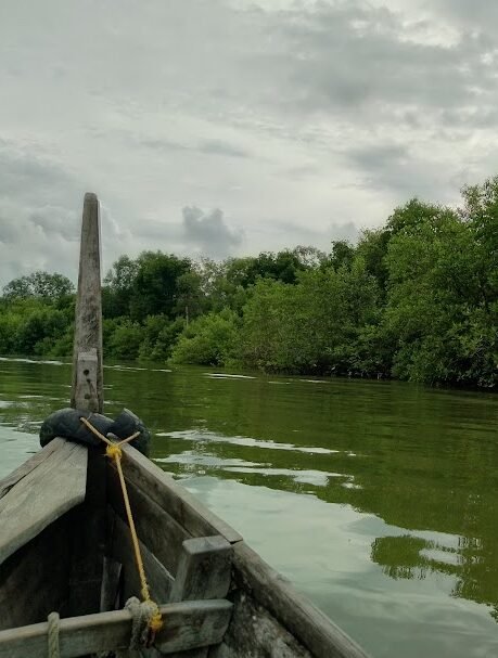 Mangrove